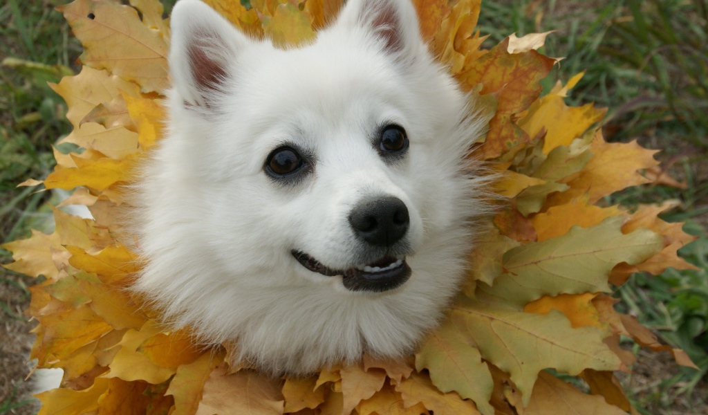 Японский шпиц в осеннем наряде