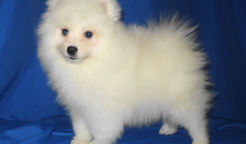 Щенок японского шпица