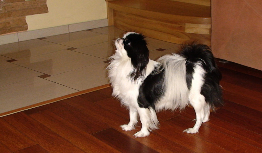 Японский хин на полу