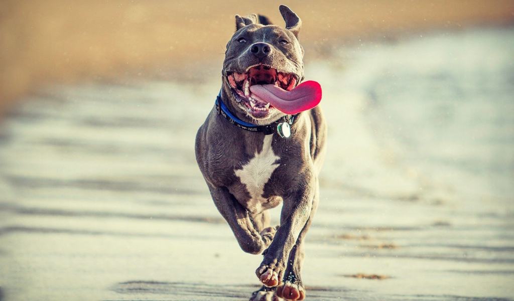 Радостный питбуль бежит