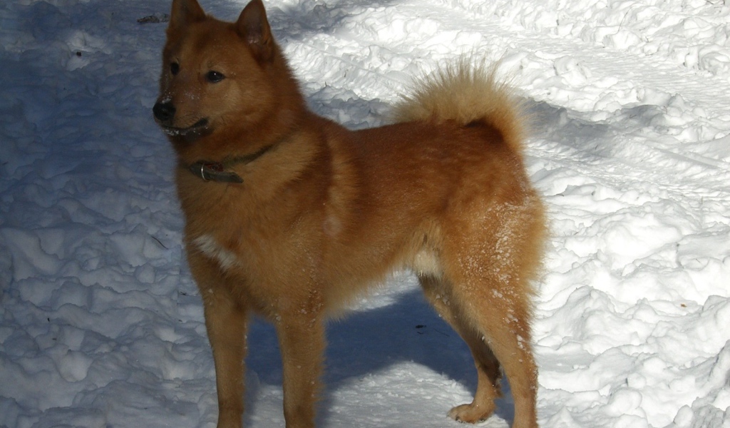 Карело-финская лайка на снегу