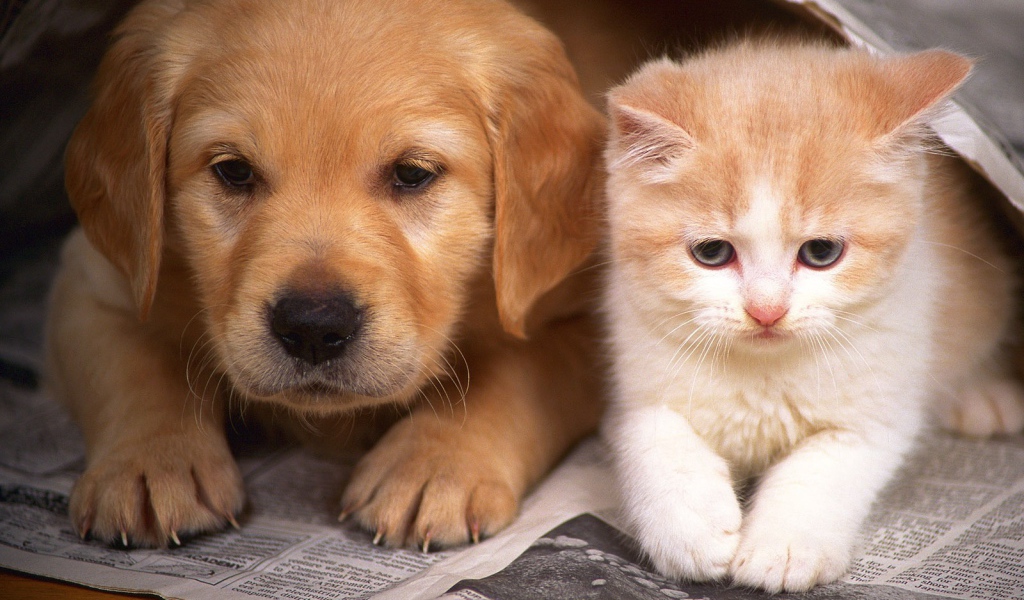 Котенок и щенок друзья