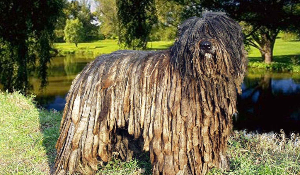 Собака комондор в парке