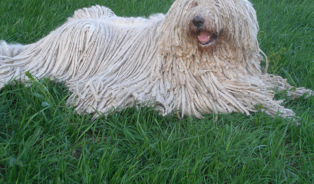 Собака с дредами комондор