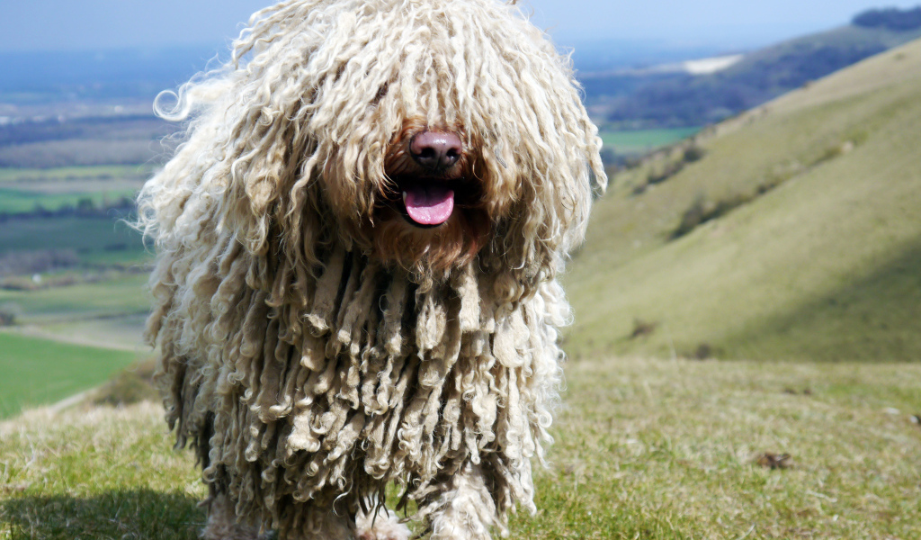Комондор в горах