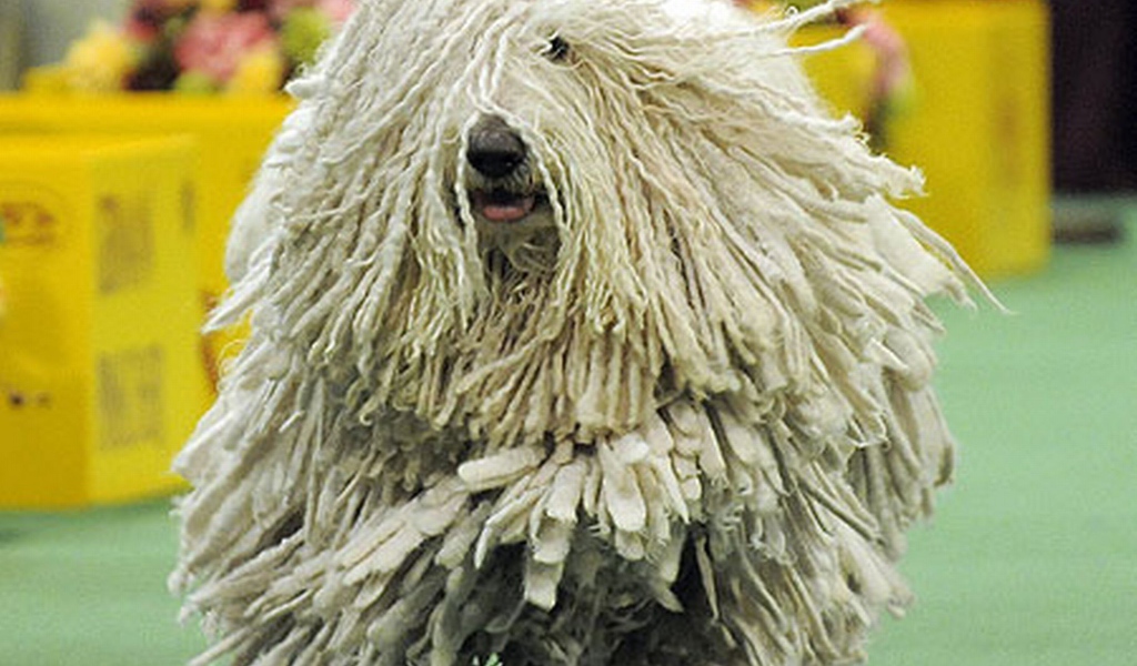 Комондор бежит навстречу