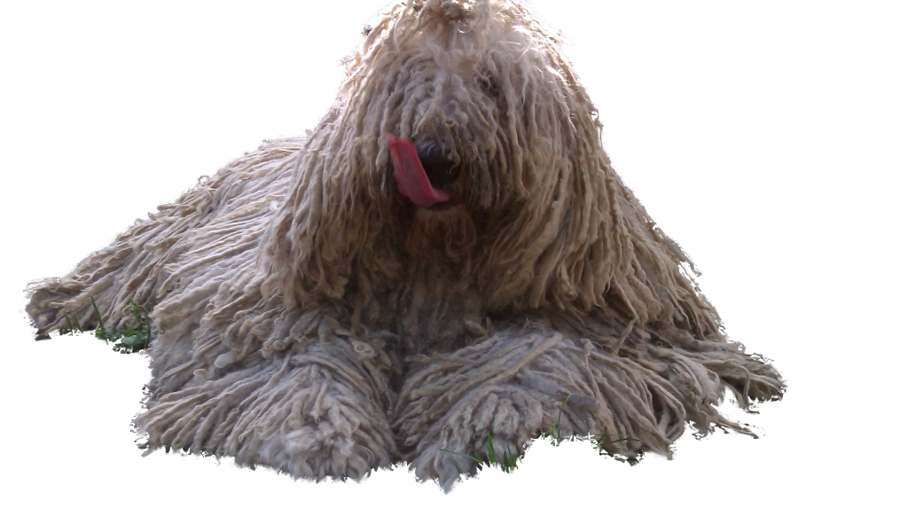 Комондор показывает язык