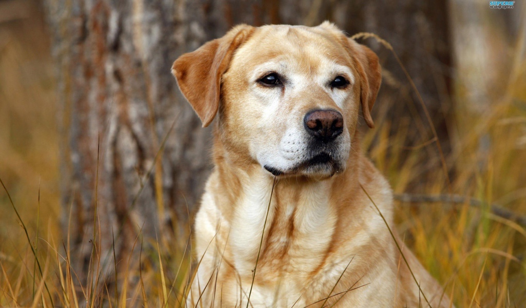 Лабрадор в лесу