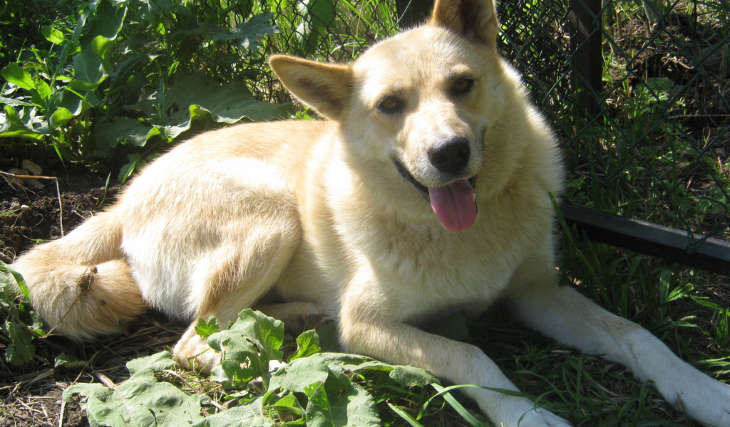 Лайка лежит у забора