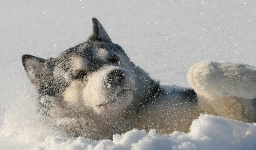 Лайка лежит в снегу