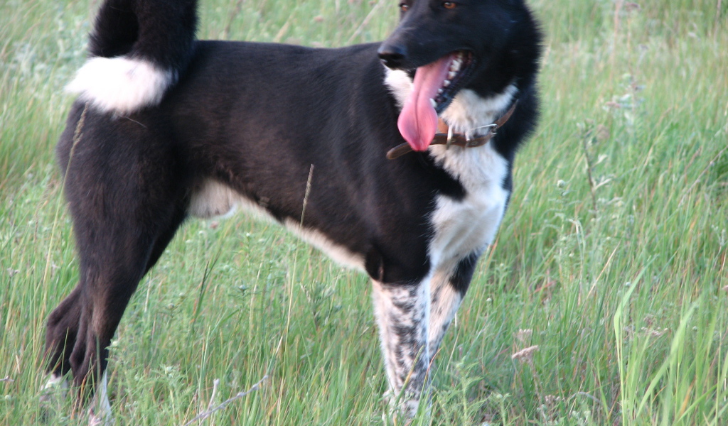 Лайка на летнем лугу