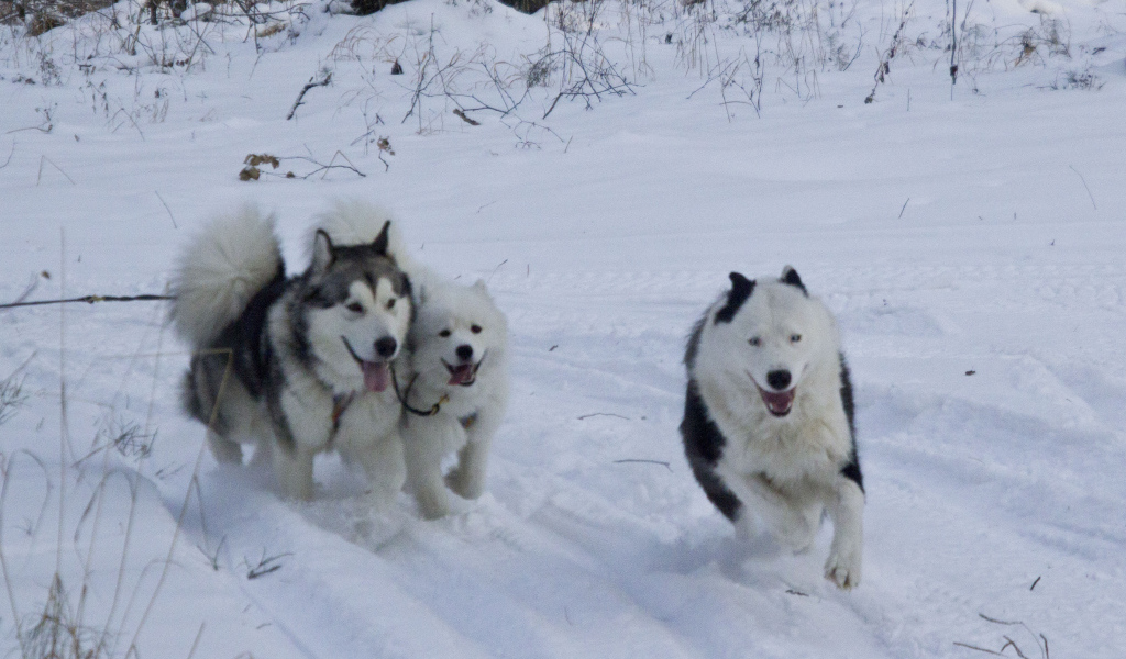 Лайки бегут по лесу
