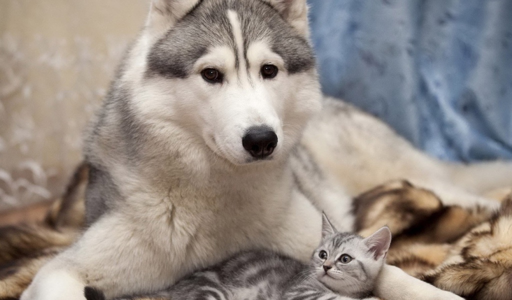 Лайка с котенком