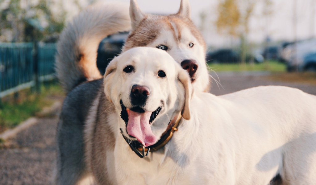 Лайка с ретривером на улице