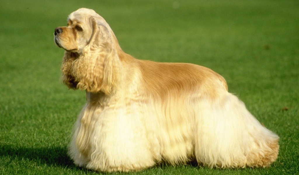 Ухоженный английский спаниэль