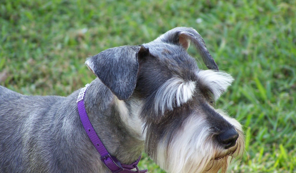 Ухоженный шнауцер на прогулке