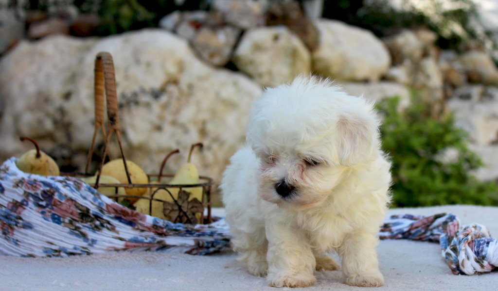 Болонка и корзина фруктов