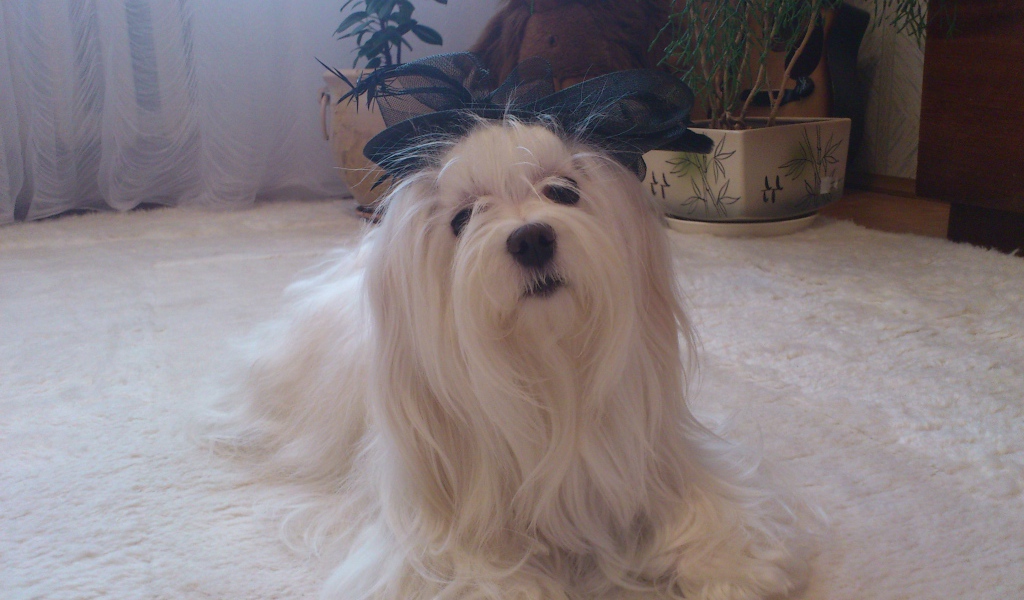 Болонка в квартире