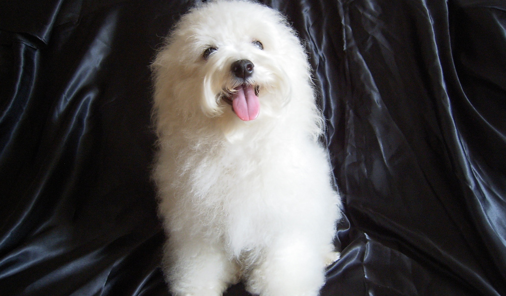 Болонка на чёрном фоне