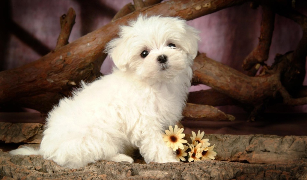 Щенок болонки с цветами