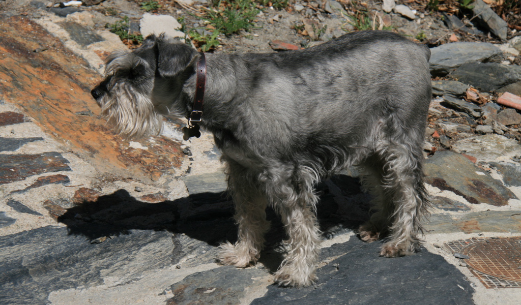 Большой серый шнауцер