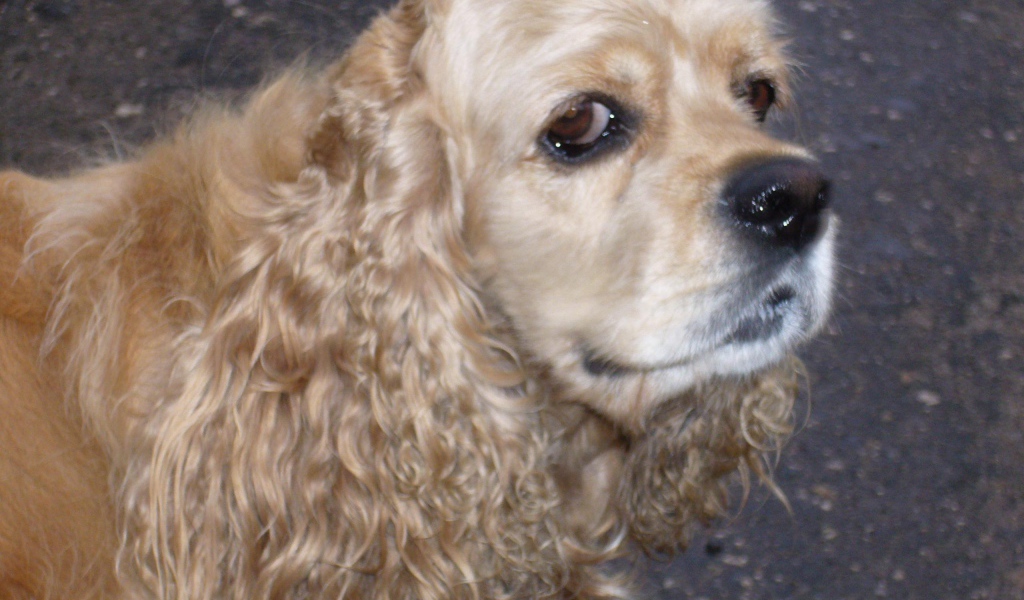 Хитрый взгляд собаки спаниеля