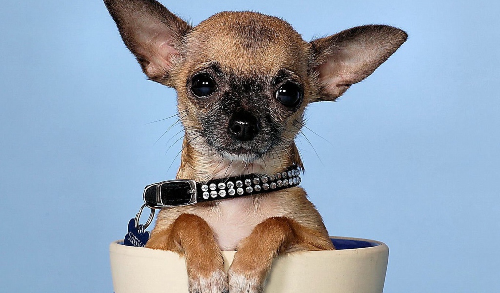 Маленькая чихуахуа в чашке