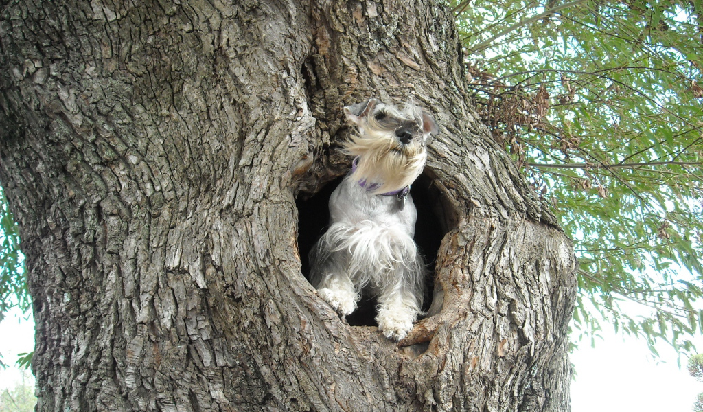 Маленький шнауцер на дереве