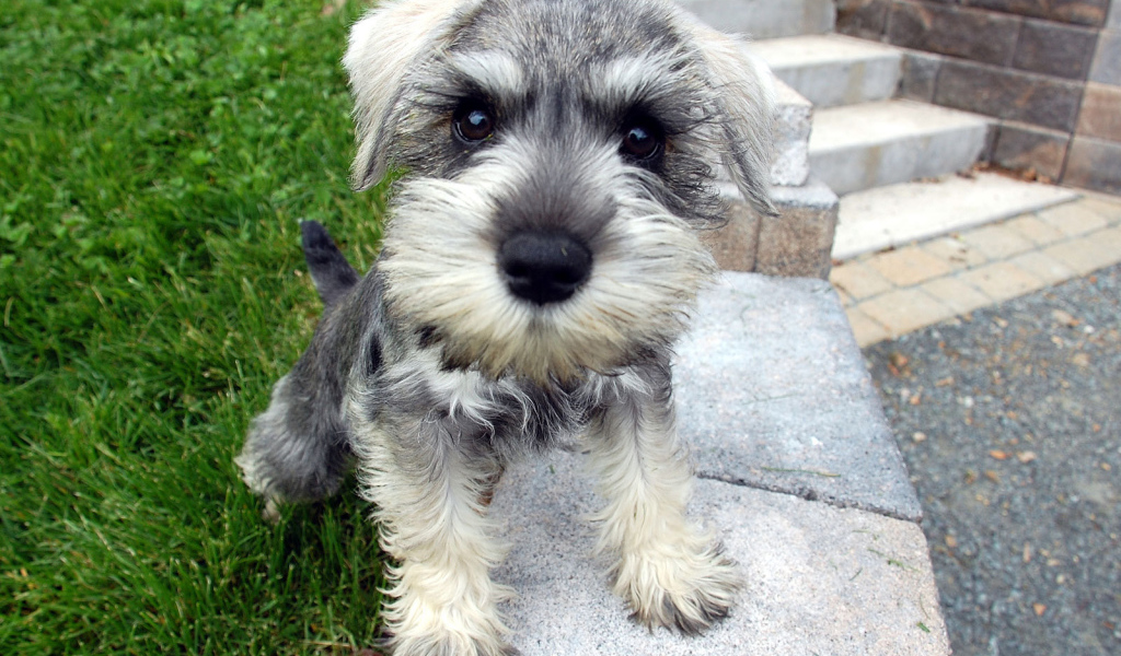 Маленькая собака шнауцер