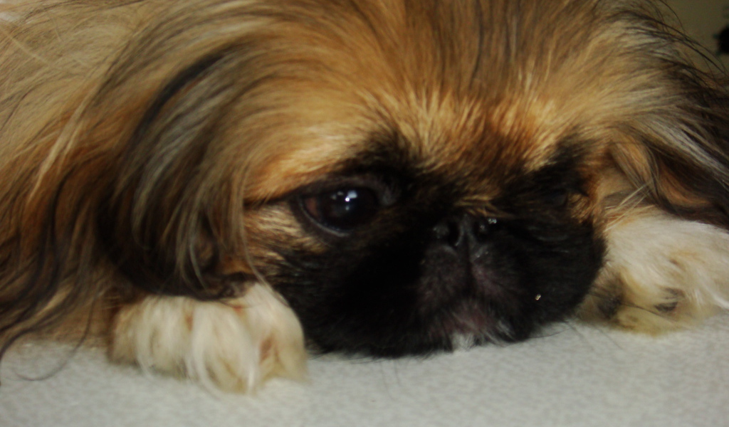 Маленькая девочка пекинес