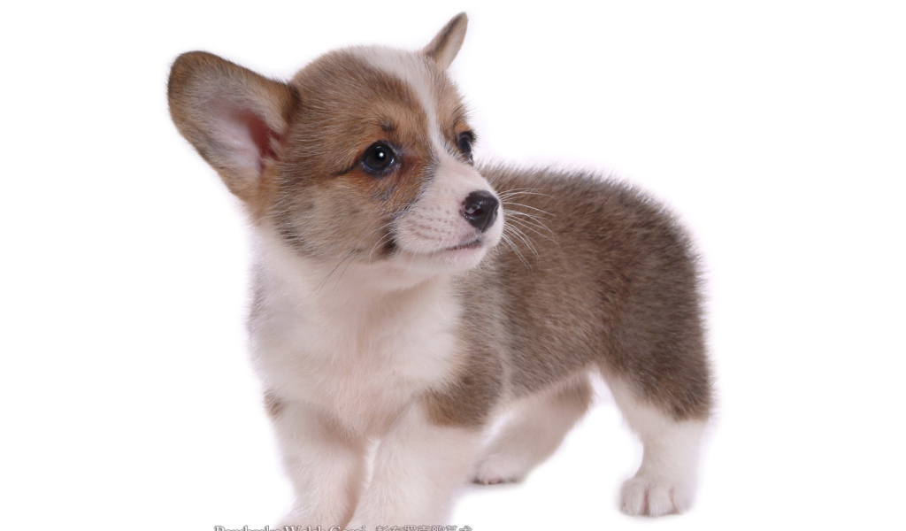 Маленький щенок вельш-корги