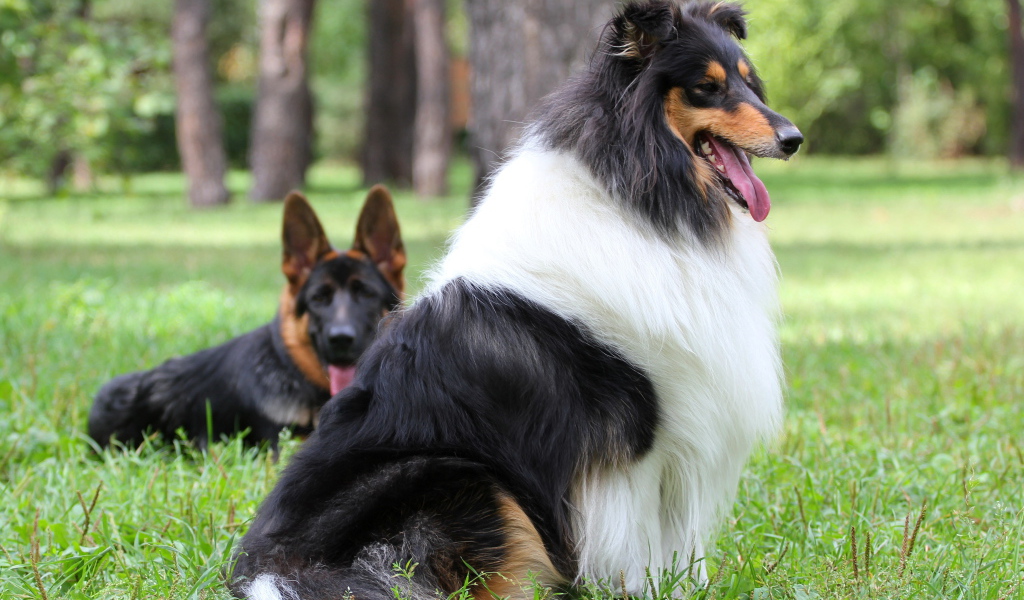 Длинношерстная собака колли