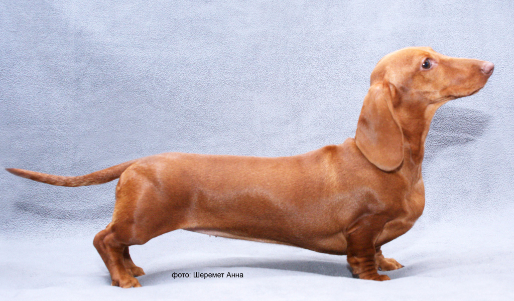 Длинная такса на голубом фоне