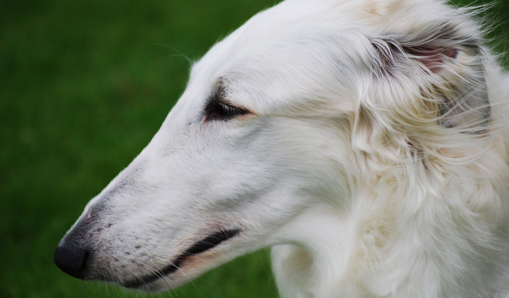 Длинная морда борзой собаки