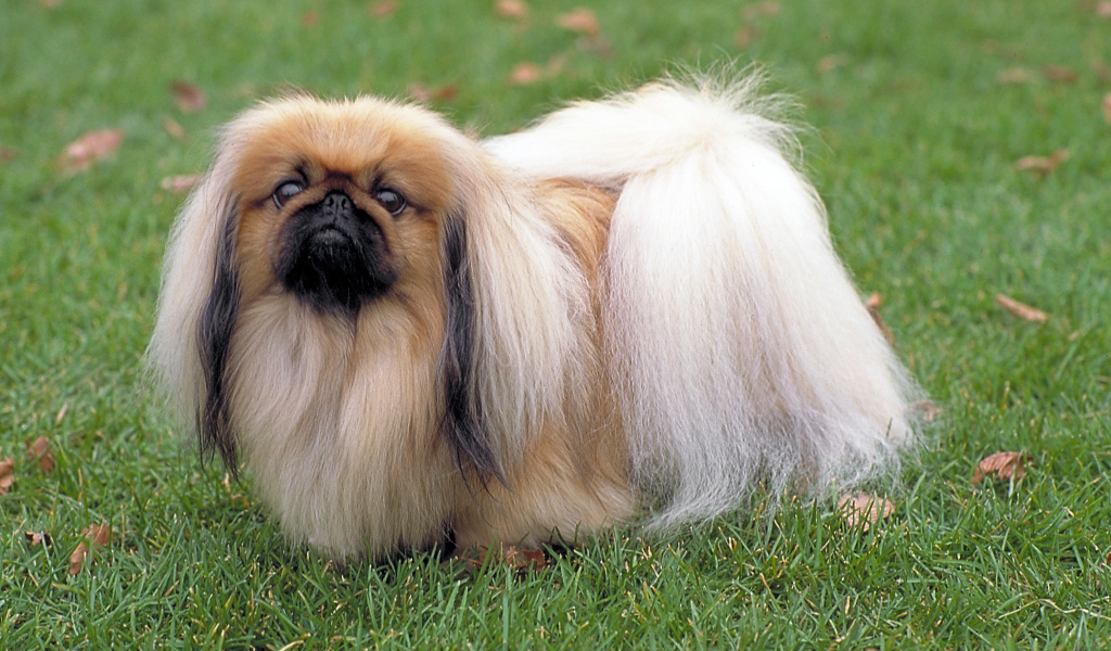 Длинношерстный пекинес на траве
