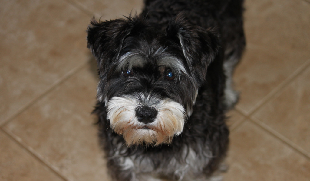 Взгляд маленького шнауцера