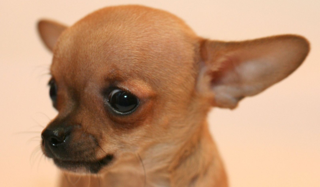 Взгляд собаки чихуахуа