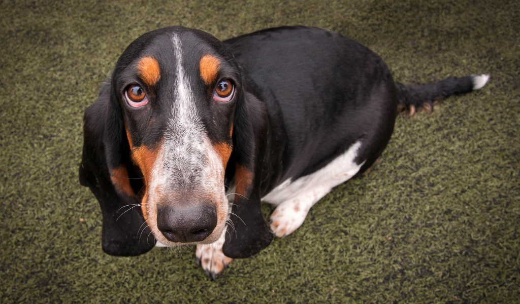 Преданный пес