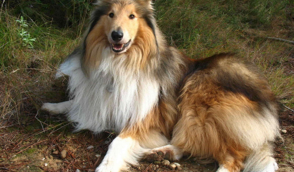 Роскошная собака колли