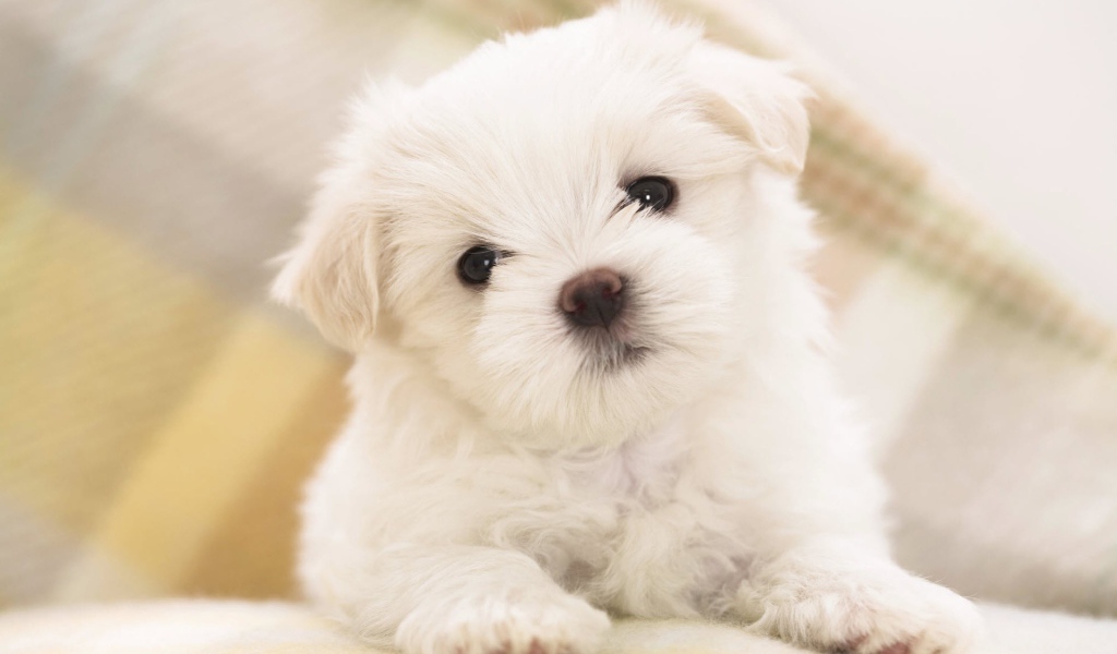 Мальтийский щенок
