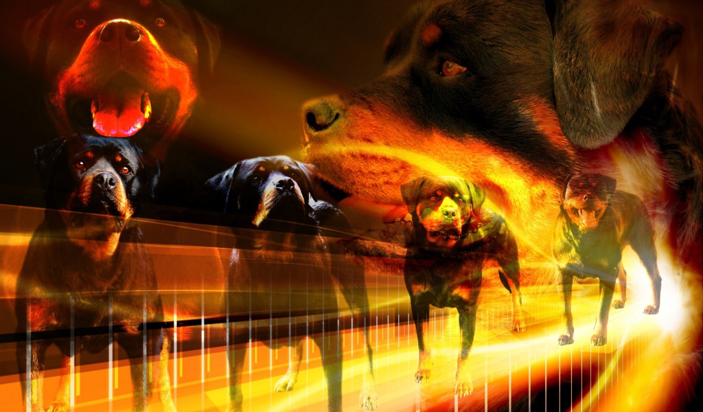 Много собак ротвейлеров