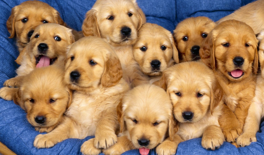 Много щенков ретривера