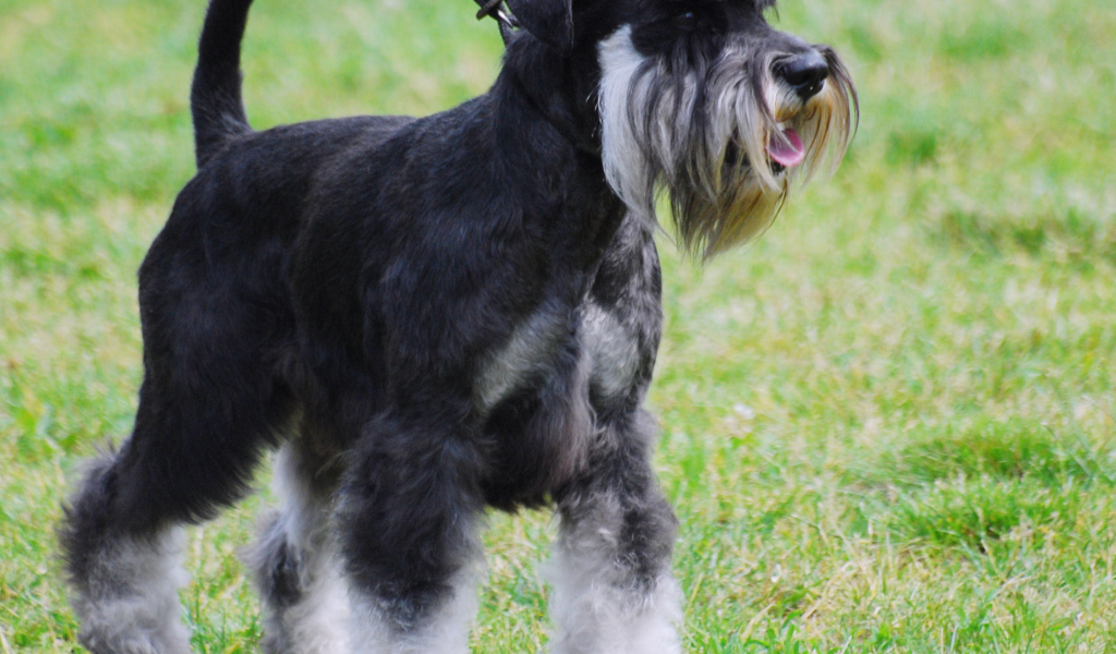 Миниатюрный шнауцер на прогулке