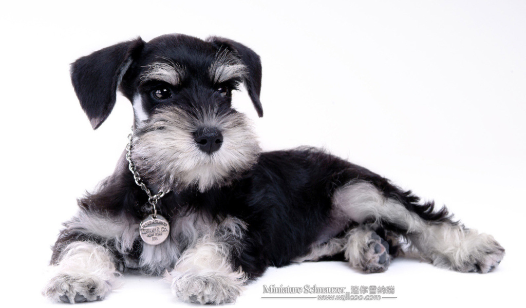 Миниатюрный шнауцер с наградой
