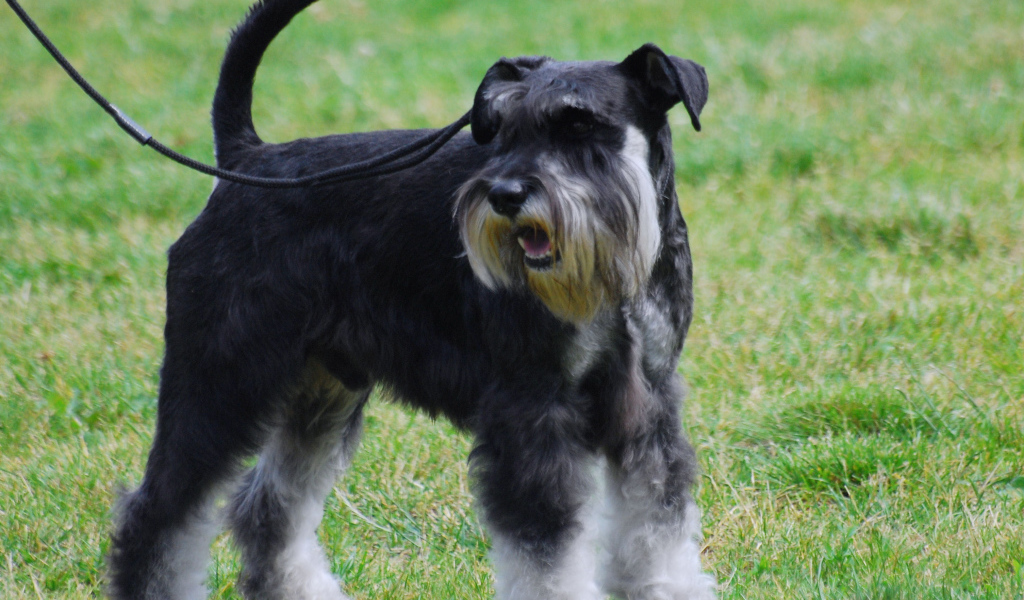 Миниатюрный шнауцер на поводке