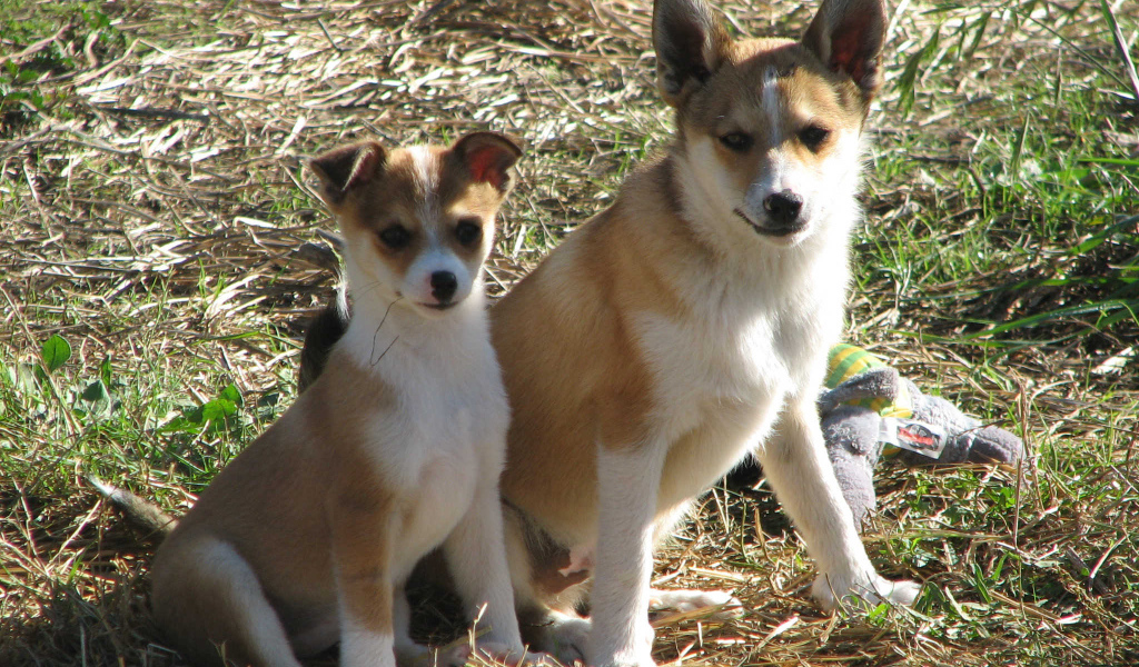 Мама норвежский лундехунд с щенком