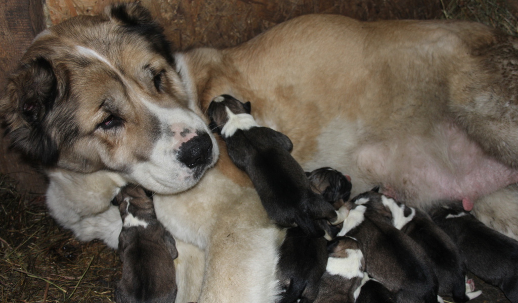 Мама алабай с щенками