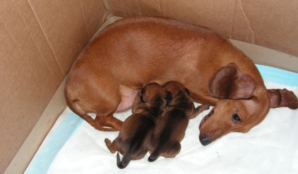 Мама такса с щенками