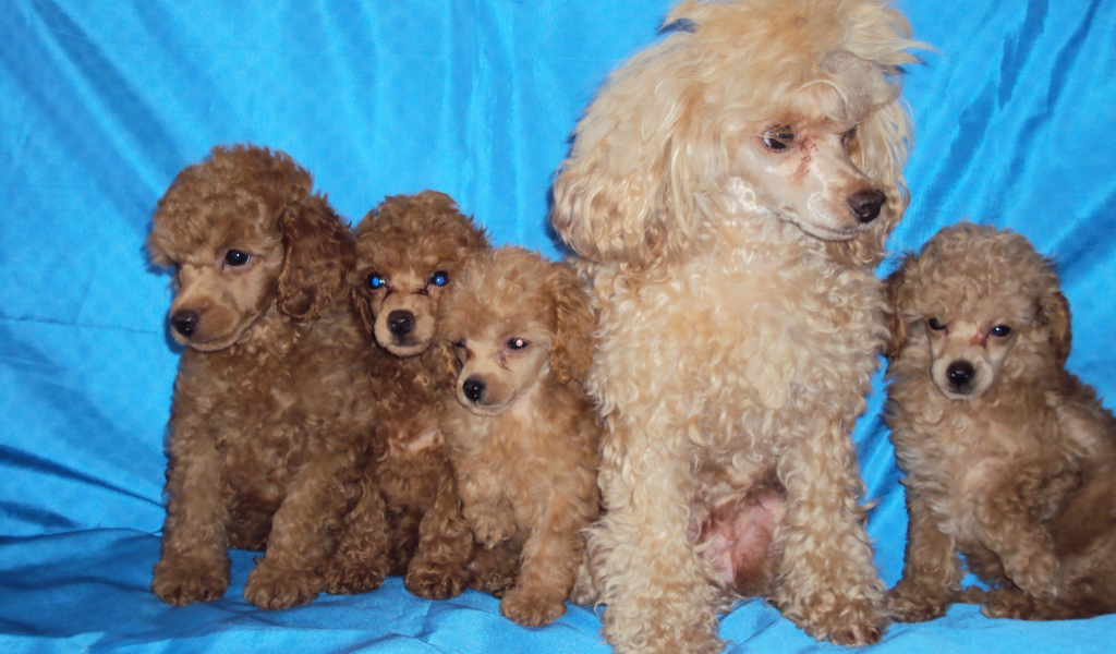 Мама пудель с щенками