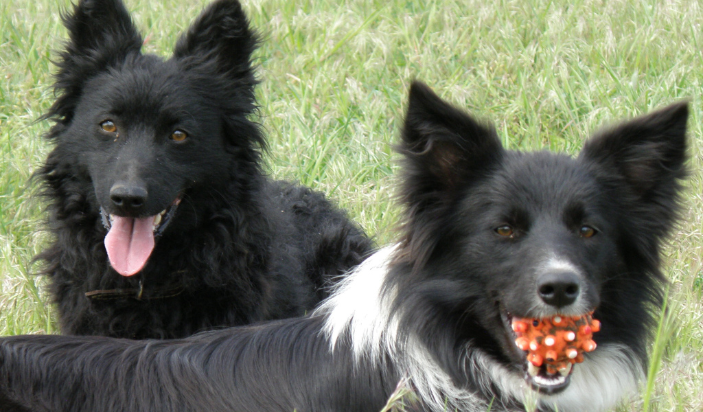 Собаки муди с игрушкой